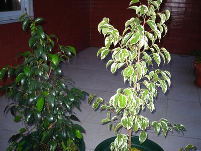 Ficus benjamina